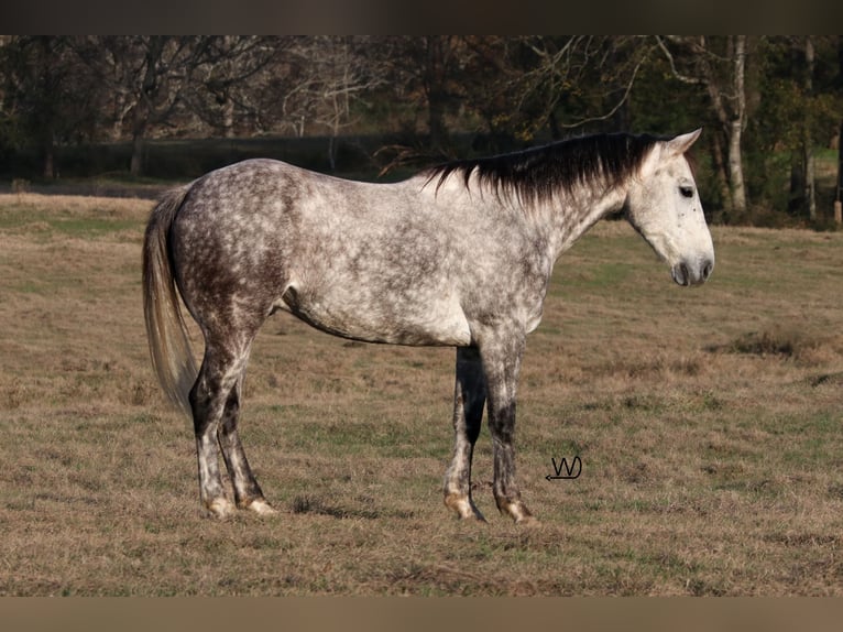 American Quarter Horse Ruin 7 Jaar 150 cm Schimmel in Carthage, TX