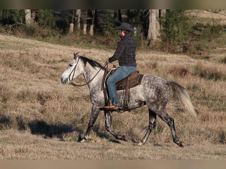 American Quarter Horse Ruin 7 Jaar 150 cm Schimmel in Carthage, TX