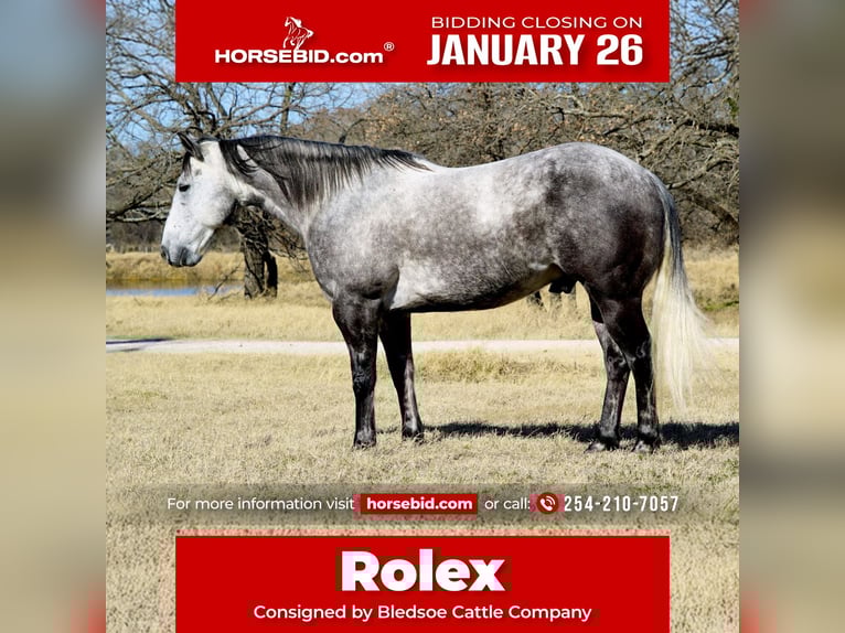 American Quarter Horse Ruin 7 Jaar 150 cm Schimmel in Gordon