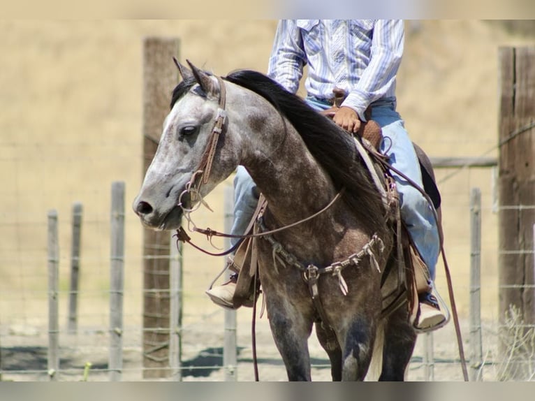 American Quarter Horse Ruin 7 Jaar 150 cm Schimmel in Paicines CA