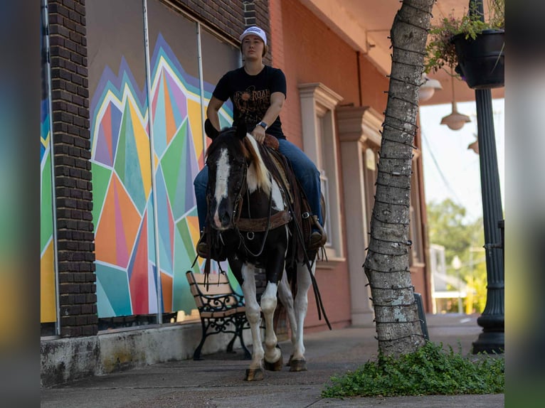 American Quarter Horse Ruin 7 Jaar 150 cm Tobiano-alle-kleuren in Rusk TX