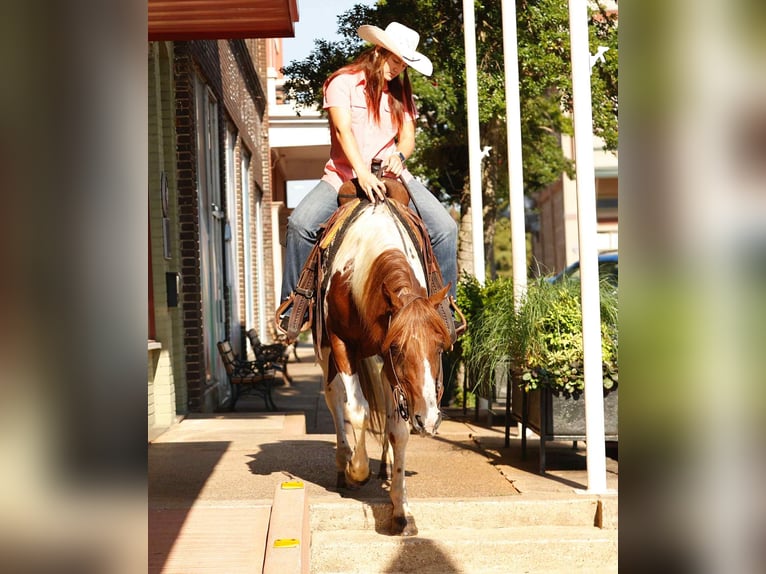 American Quarter Horse Ruin 7 Jaar 150 cm Tobiano-alle-kleuren in Rusk TX