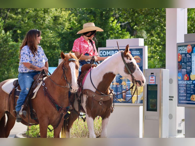 American Quarter Horse Ruin 7 Jaar 150 cm Tobiano-alle-kleuren in Willis Point TX