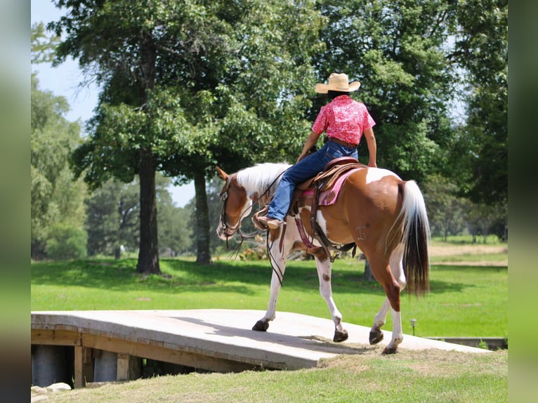 American Quarter Horse Ruin 7 Jaar 150 cm Tobiano-alle-kleuren in Willis Point TX