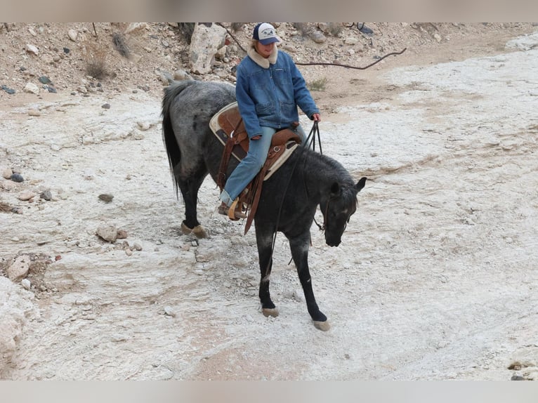 American Quarter Horse Ruin 7 Jaar 150 cm in Camp Verde AZ