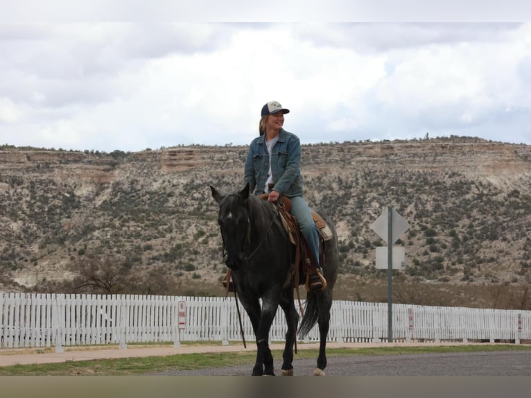 American Quarter Horse Ruin 7 Jaar 150 cm in Camp Verde AZ