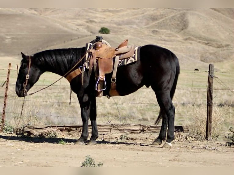 American Quarter Horse Ruin 7 Jaar 150 cm Zwart in Houston