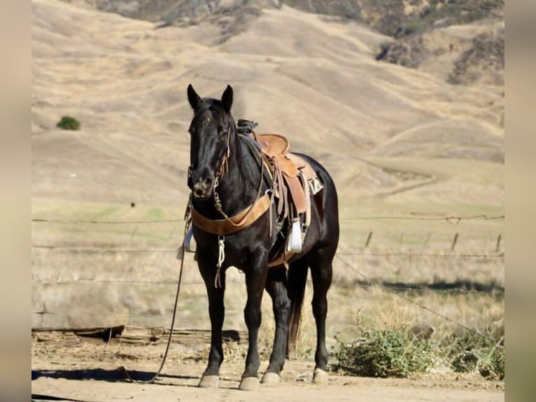 American Quarter Horse Ruin 7 Jaar 150 cm Zwart in Houston