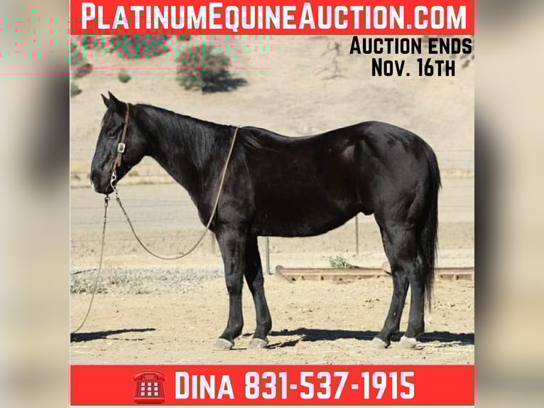 American Quarter Horse Ruin 7 Jaar 150 cm Zwart in Paicines CA