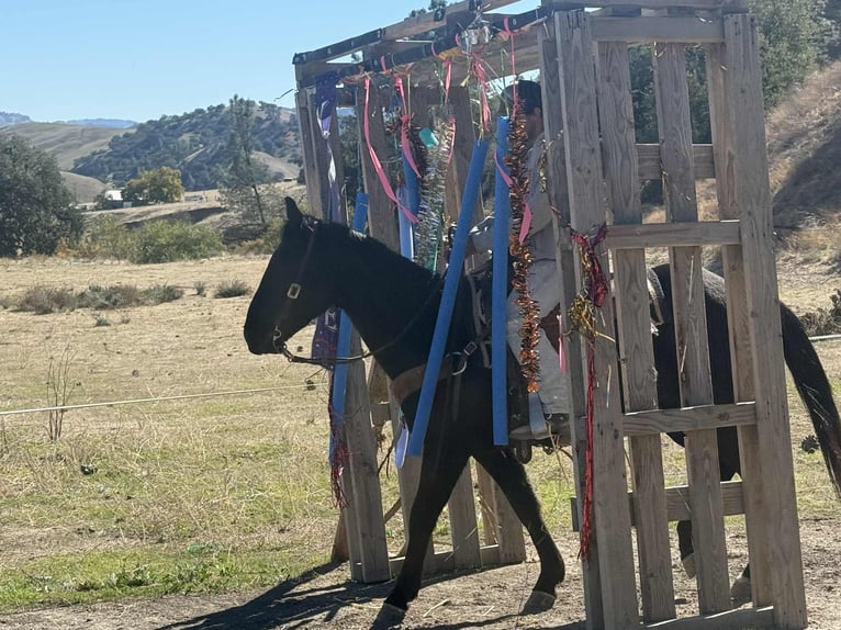 American Quarter Horse Ruin 7 Jaar 150 cm Zwart in Paicines CA