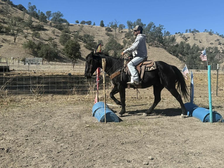 American Quarter Horse Ruin 7 Jaar 150 cm Zwart in Paicines CA