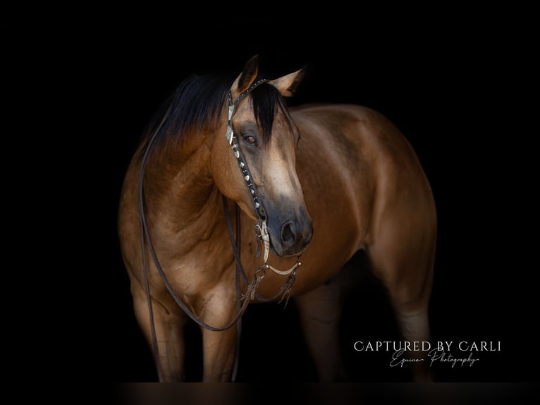 American Quarter Horse Ruin 7 Jaar 152 cm Buckskin in Lewistown