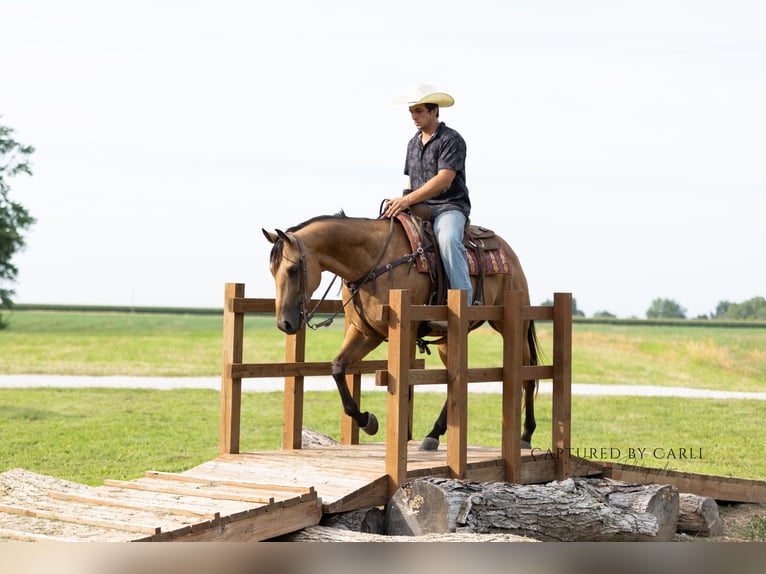 American Quarter Horse Ruin 7 Jaar 152 cm Buckskin in Lewistown