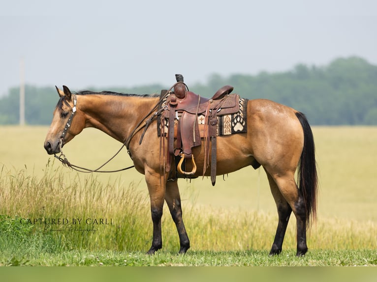 American Quarter Horse Ruin 7 Jaar 152 cm Buckskin in Lewistown