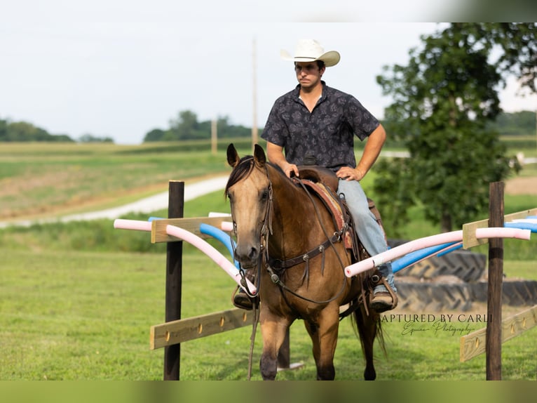 American Quarter Horse Ruin 7 Jaar 152 cm Buckskin in Lewistown