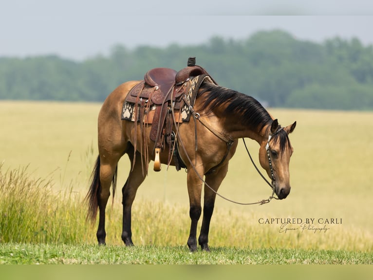 American Quarter Horse Ruin 7 Jaar 152 cm Buckskin in Lewistown