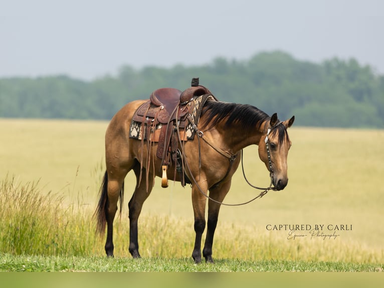 American Quarter Horse Ruin 7 Jaar 152 cm Buckskin in Lewistown