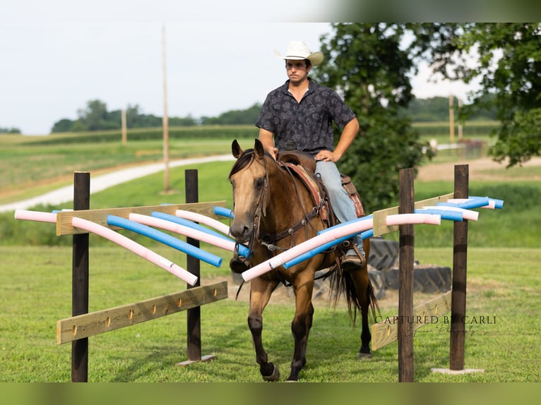 American Quarter Horse Ruin 7 Jaar 152 cm Buckskin in Lewistown