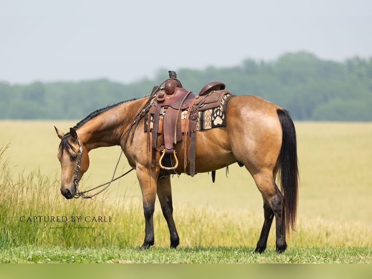 American Quarter Horse Ruin 7 Jaar 152 cm Buckskin in Lewistown