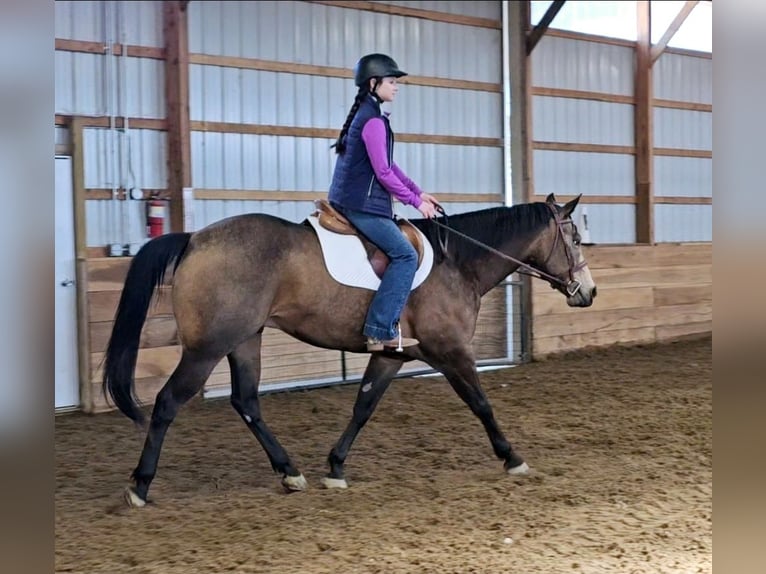 American Quarter Horse Ruin 7 Jaar 152 cm Buckskin in Robards