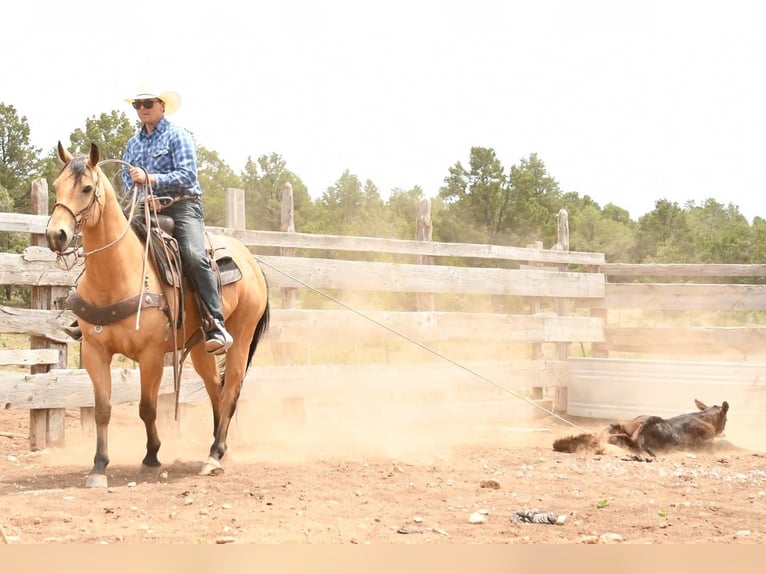 American Quarter Horse Ruin 7 Jaar 152 cm Buckskin in Flagstaff, AZ
