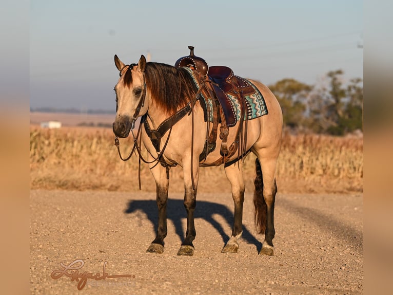 American Quarter Horse Ruin 7 Jaar 152 cm Buckskin in Canistota, SD