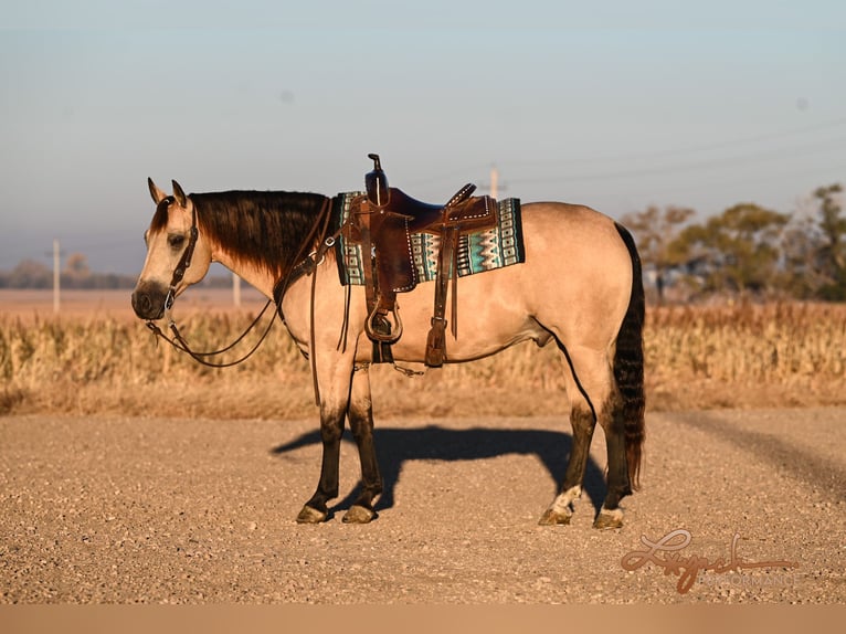 American Quarter Horse Ruin 7 Jaar 152 cm Buckskin in Canistota, SD