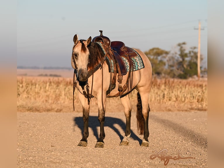 American Quarter Horse Ruin 7 Jaar 152 cm Buckskin in Canistota, SD