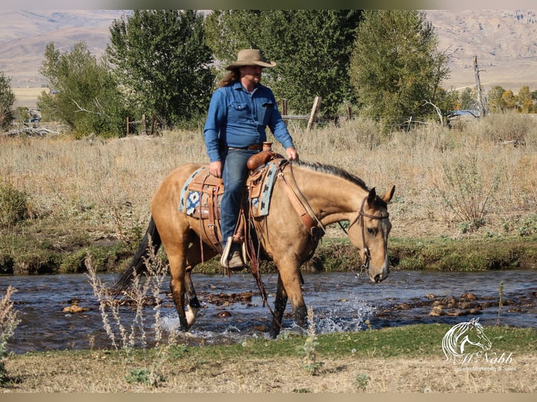 American Quarter Horse Ruin 7 Jaar 152 cm Buckskin in Cody, WY