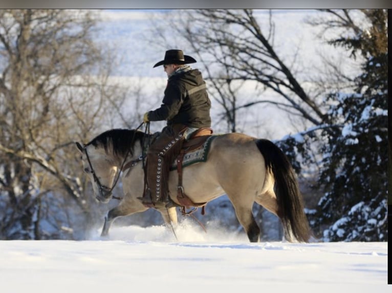 American Quarter Horse Ruin 7 Jaar 152 cm Buckskin in Bernard