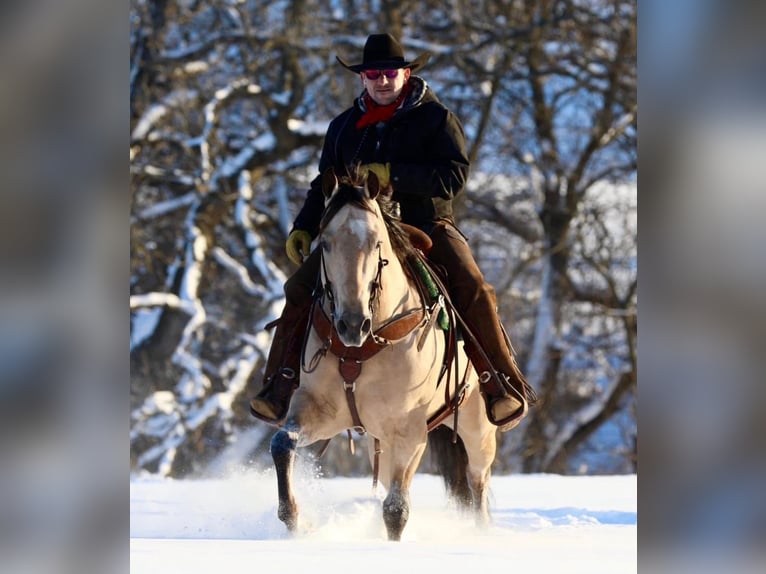 American Quarter Horse Ruin 7 Jaar 152 cm Buckskin in Bernard