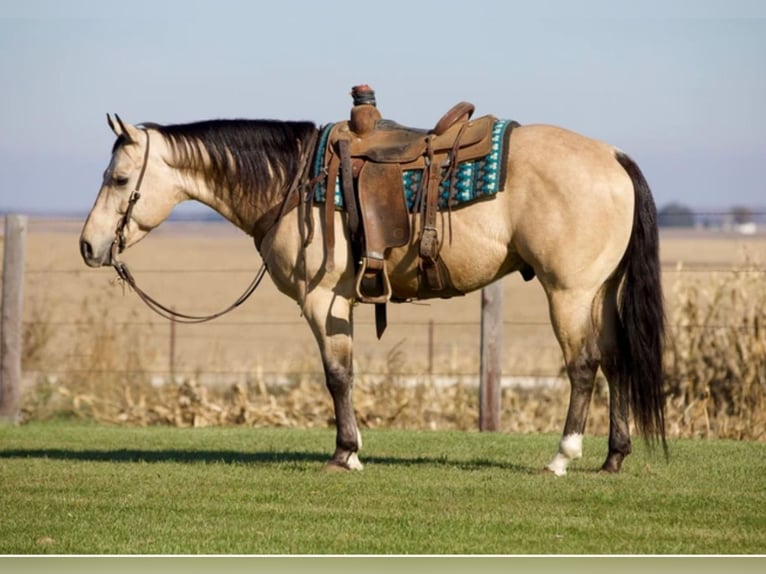 American Quarter Horse Ruin 7 Jaar 152 cm Buckskin in Bernard