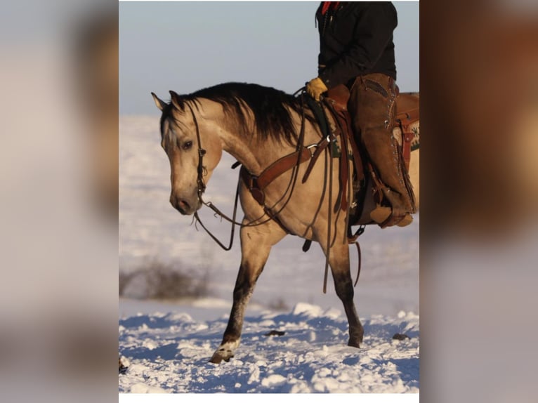 American Quarter Horse Ruin 7 Jaar 152 cm Buckskin in Bernard