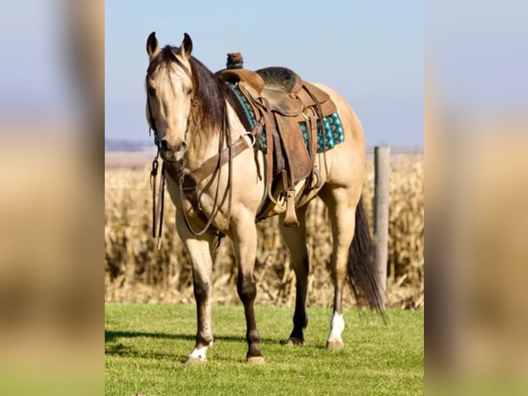 American Quarter Horse Ruin 7 Jaar 152 cm Buckskin in Bernard