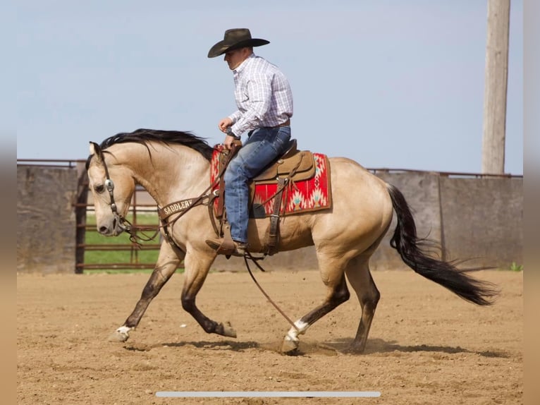 American Quarter Horse Ruin 7 Jaar 152 cm Buckskin in Bernard