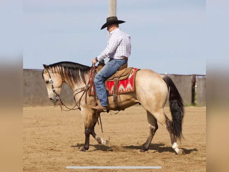 American Quarter Horse Ruin 7 Jaar 152 cm Buckskin in Bernard