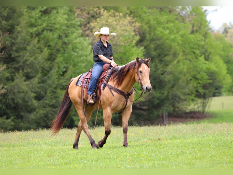 American Quarter Horse Ruin 7 Jaar 152 cm Buckskin in Clarion