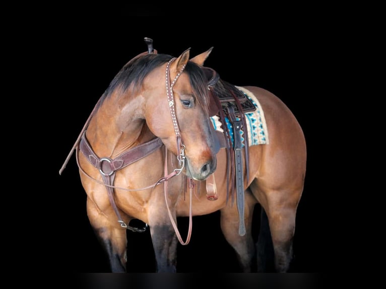 American Quarter Horse Ruin 7 Jaar 152 cm Buckskin in Clarion