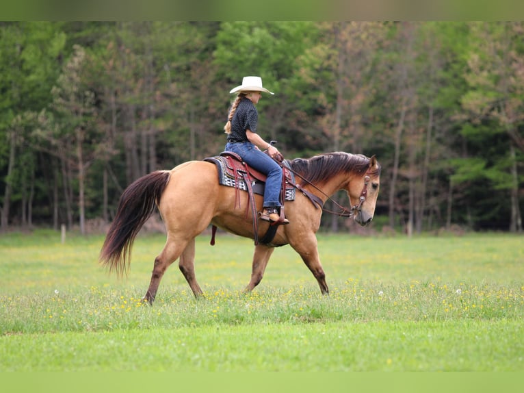 American Quarter Horse Ruin 7 Jaar 152 cm Buckskin in Clarion