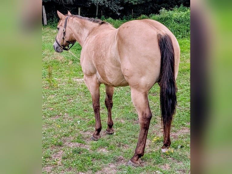 American Quarter Horse Ruin 7 Jaar 152 cm Buckskin in Manchester