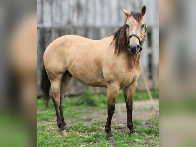 American Quarter Horse Ruin 7 Jaar 152 cm Buckskin in Manchester