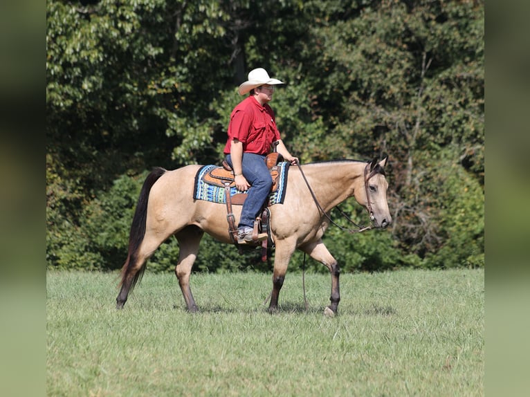 American Quarter Horse Ruin 7 Jaar 152 cm Buckskin in Hogo OK