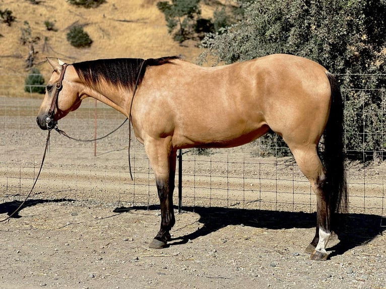 American Quarter Horse Ruin 7 Jaar 152 cm Buckskin in Paicines, CA