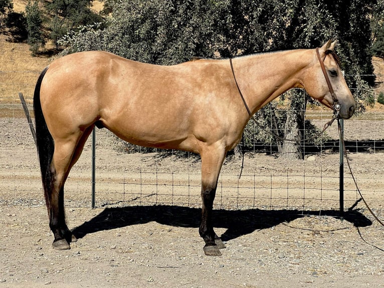 American Quarter Horse Ruin 7 Jaar 152 cm Buckskin in Paicines, CA