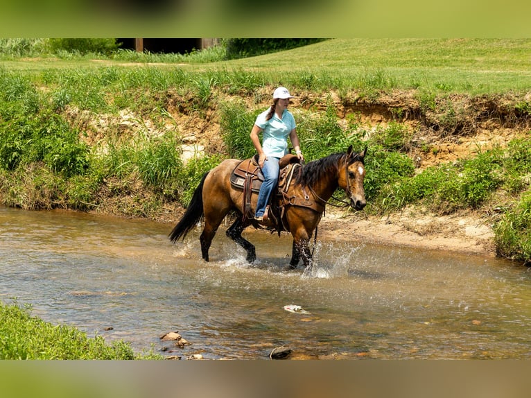 American Quarter Horse Ruin 7 Jaar 152 cm Buckskin in RUSk TX