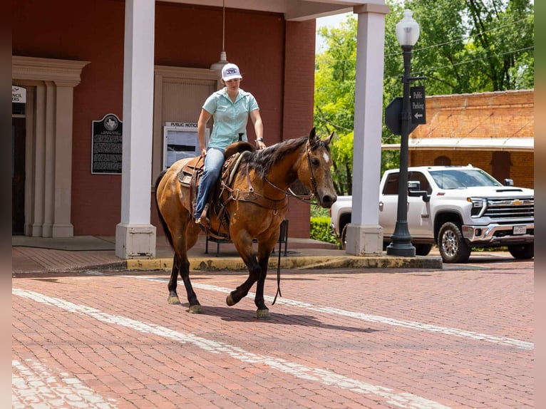 American Quarter Horse Ruin 7 Jaar 152 cm Buckskin in RUSk TX