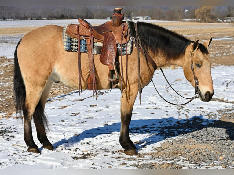 American Quarter Horse Mix Ruin 7 Jaar 152 cm Buckskin in Allenwood, PA