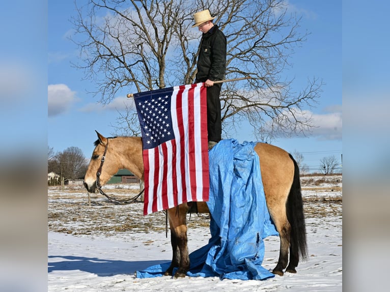 American Quarter Horse Mix Ruin 7 Jaar 152 cm Buckskin in Allenwood, PA