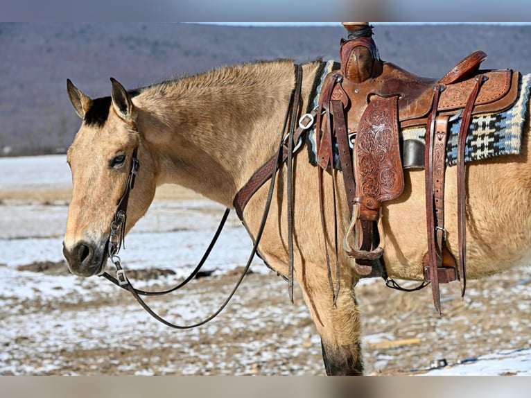 American Quarter Horse Mix Ruin 7 Jaar 152 cm Buckskin in Allenwood, PA