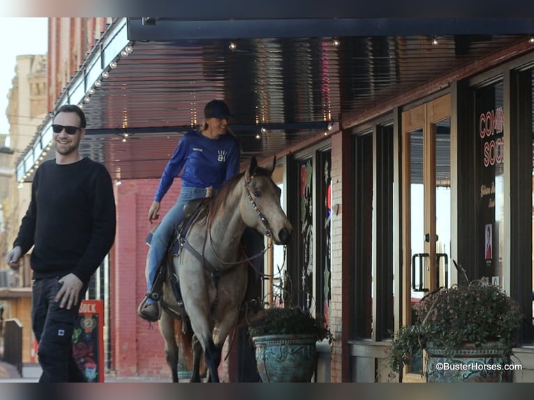 American Quarter Horse Ruin 7 Jaar 152 cm Buckskin in Weatherford TX